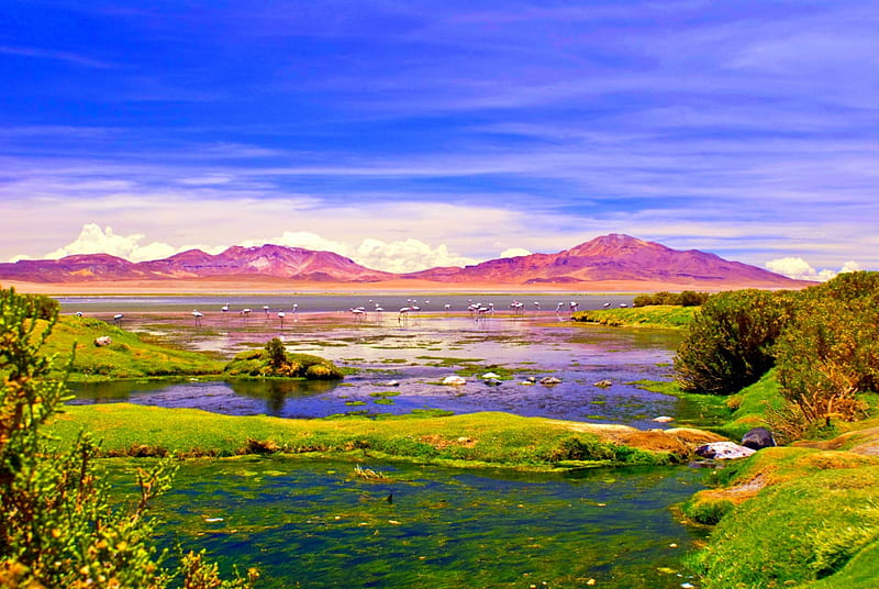 Los Flamencos National Reserve (Over 4000 Mt), wetland, birds, bonito, clouds, lake, flamingos, mountains, Chile, San Pedro de Atacama, Tara Salt Flat, HD wallpaper