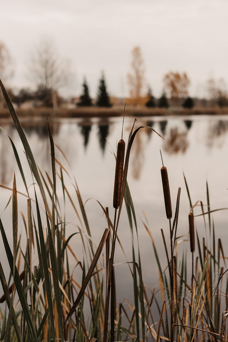 lake, reed, grass, shore, water, HD phone wallpaper