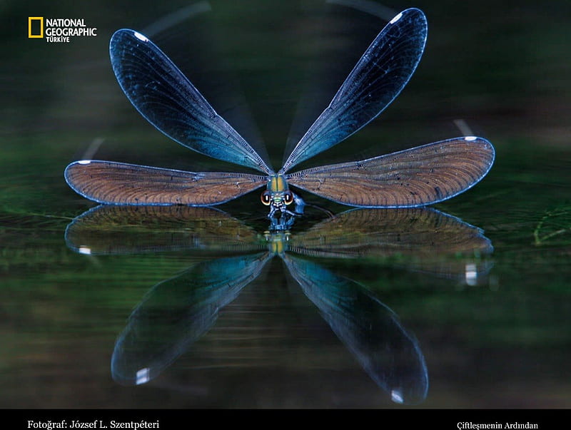 IN THE LOOKING GLASS, wings, sparkle, water, dragonflies, ponds, reflections, insects, blue, night, HD wallpaper