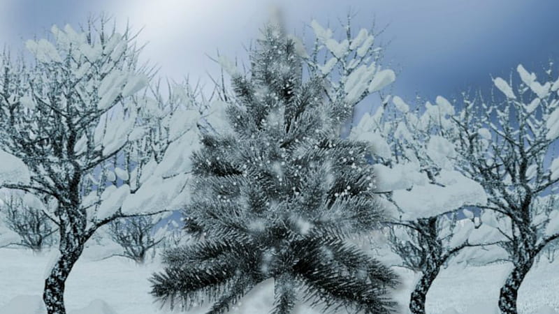 Winter Pine Tree ~*~, winter pine tree, snow, winter trees, winter, HD