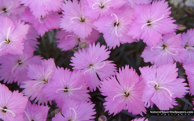 Pink Dianthus, flower, nature, petals, layers, pink, dianthus, HD wallpaper