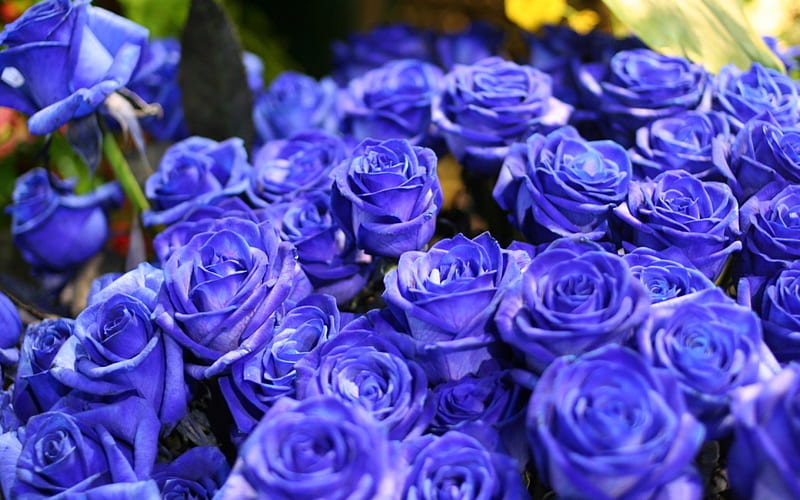 Rosas azules, flor, ramo, rosa, azul, Fondo de pantalla HD | Peakpx