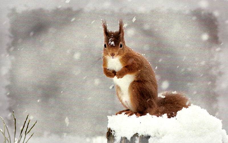 European Red Squirrel F1 squirrel, cairns, peter cairns, animal, winter, graphy, snow, wide screen, wildlife, rodent, HD wallpaper