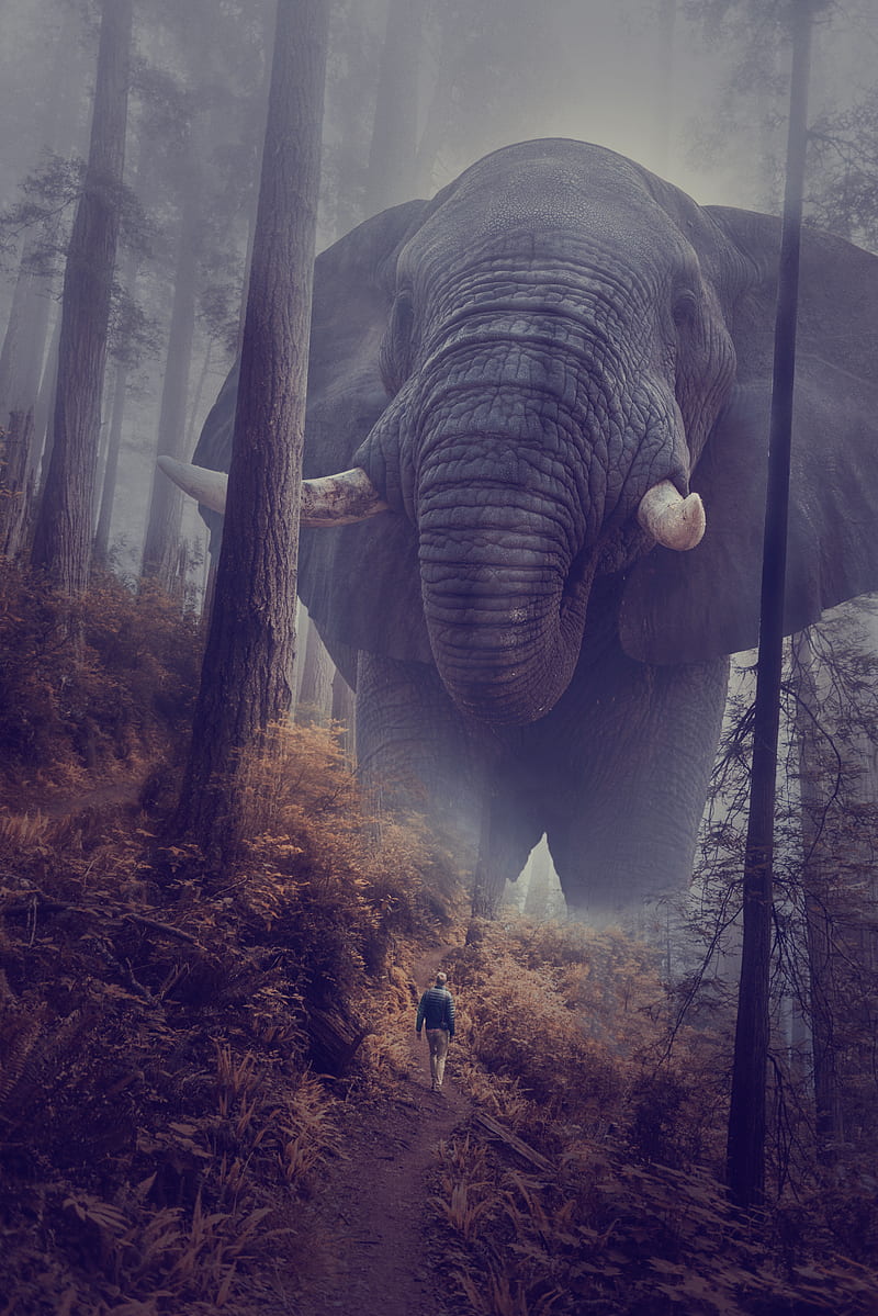 Elephant In Forest, animal, elephants, island, man, manipulation, hop, HD phone wallpaper