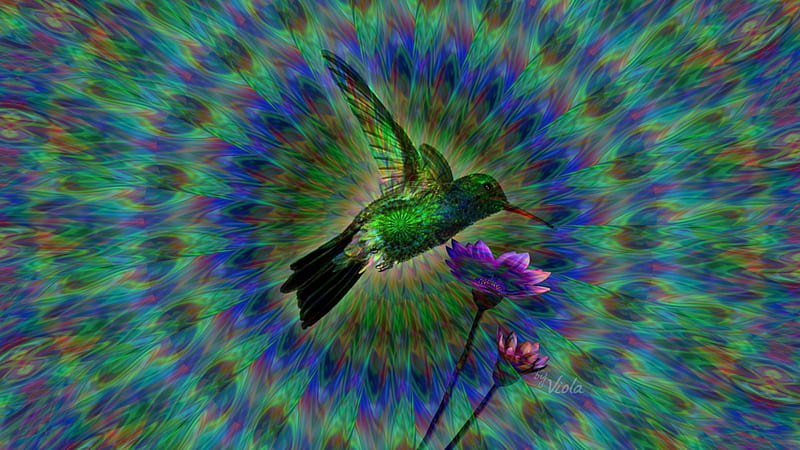 Hummingbird, kaleidoscope, Viola Tricolor, green, flower, colibri, blue, art design, HD wallpaper