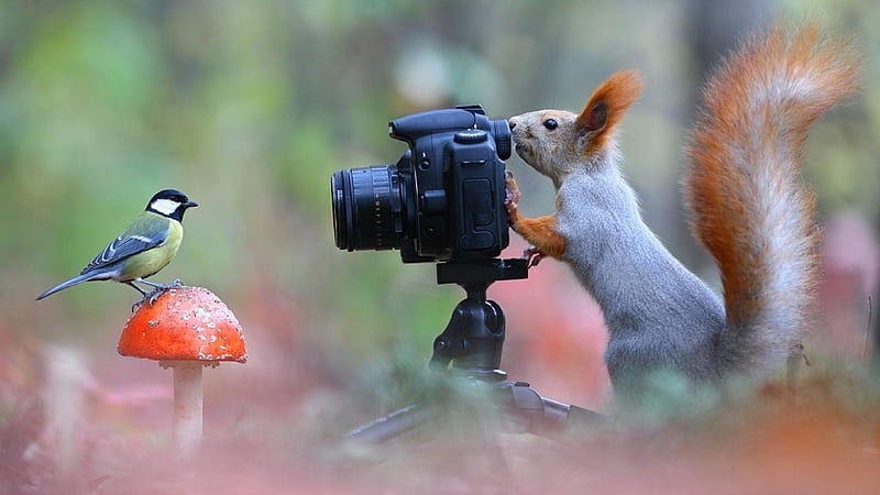 :), animal, squirrel, veverita, bird, mushroom, camera, funny, HD wallpaper