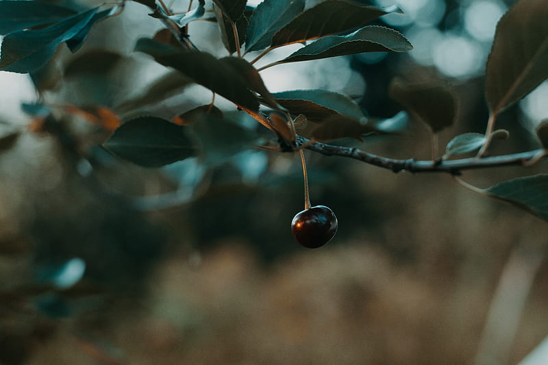 Shallow Focus graphy of Black Cherry, HD wallpaper