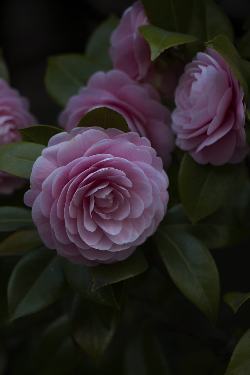 flower, pink, plant, bloom, closeup, HD phone wallpaper