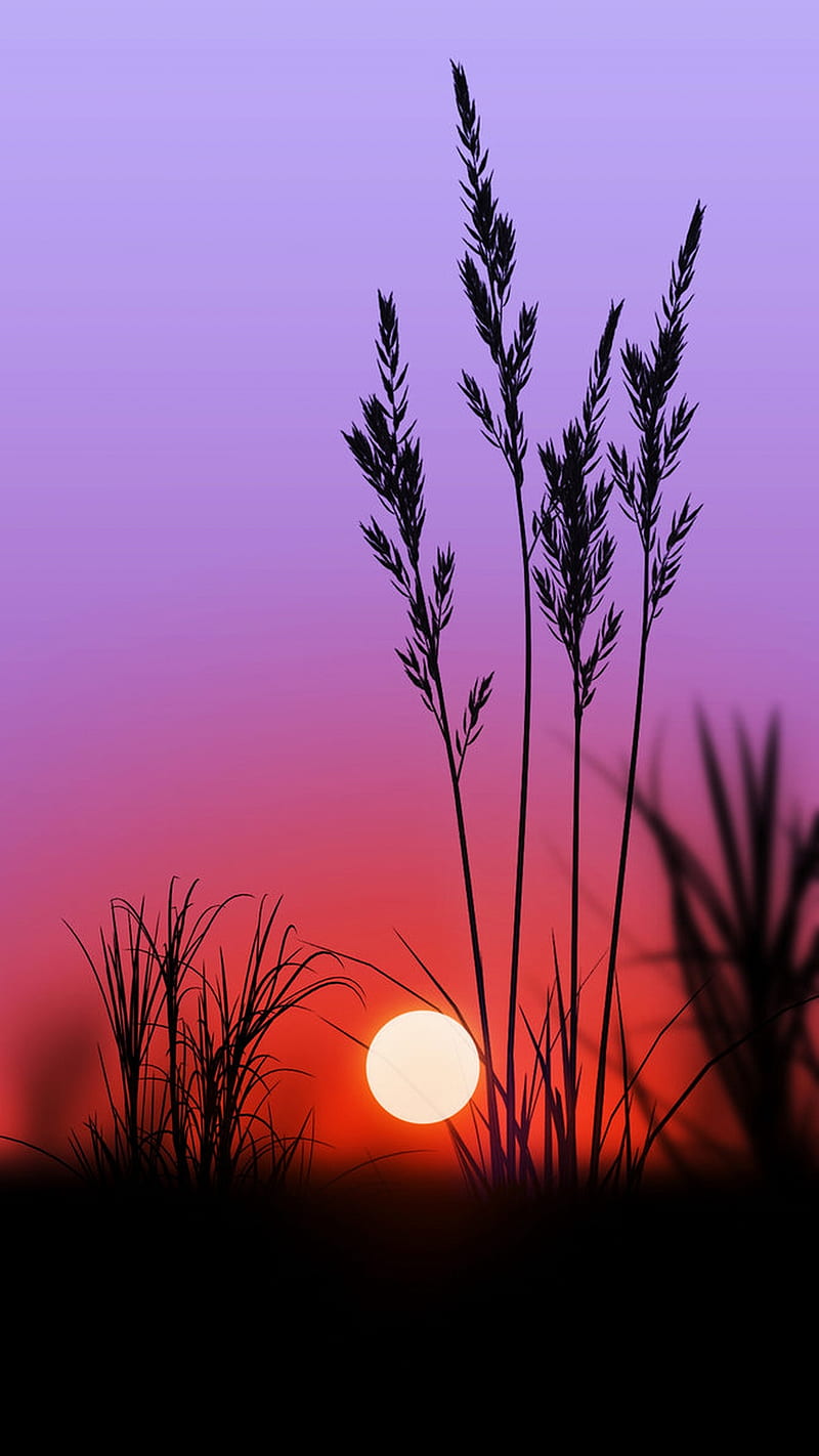purple sunset, black, dark, husks, landscape, nature, night, plants, silhouette, sun, violet, HD phone wallpaper