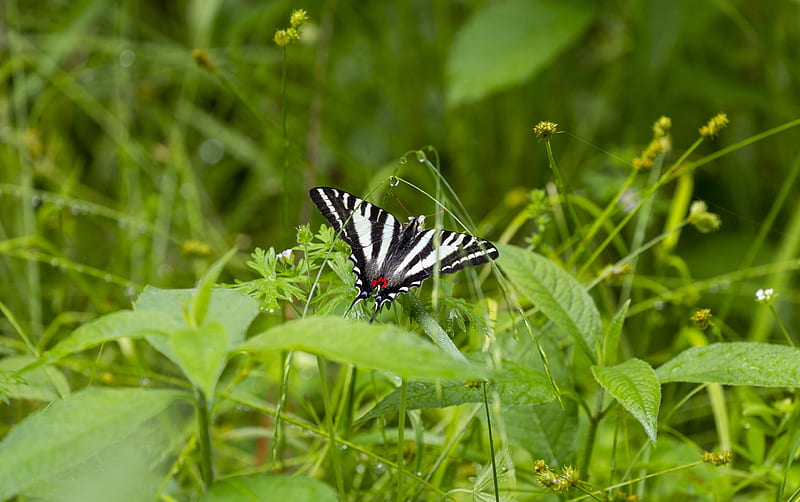 machaon, butterfly, wings, grass, bonito, HD wallpaper