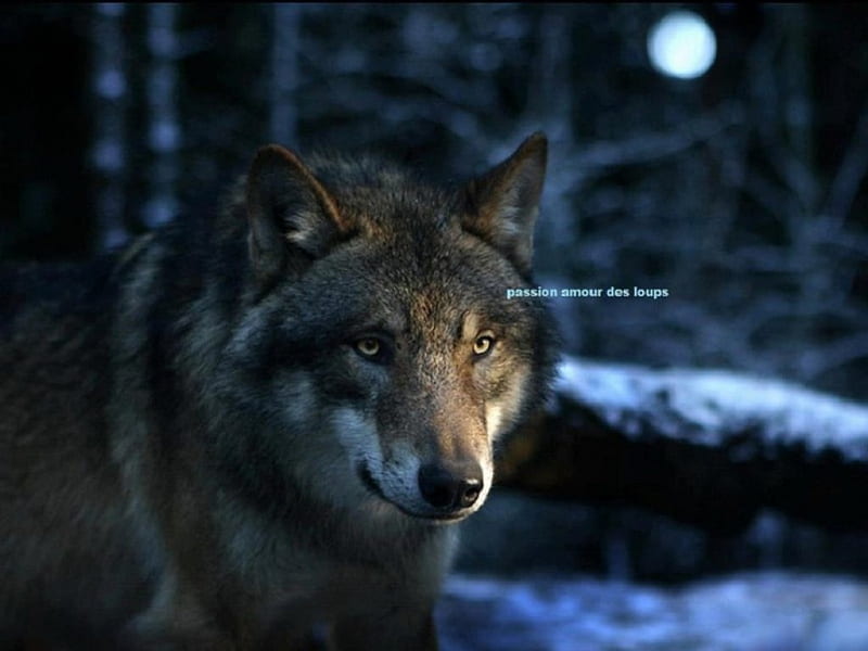 Night Time Stroll, moon, wolf, trees, animals, dogs, HD wallpaper