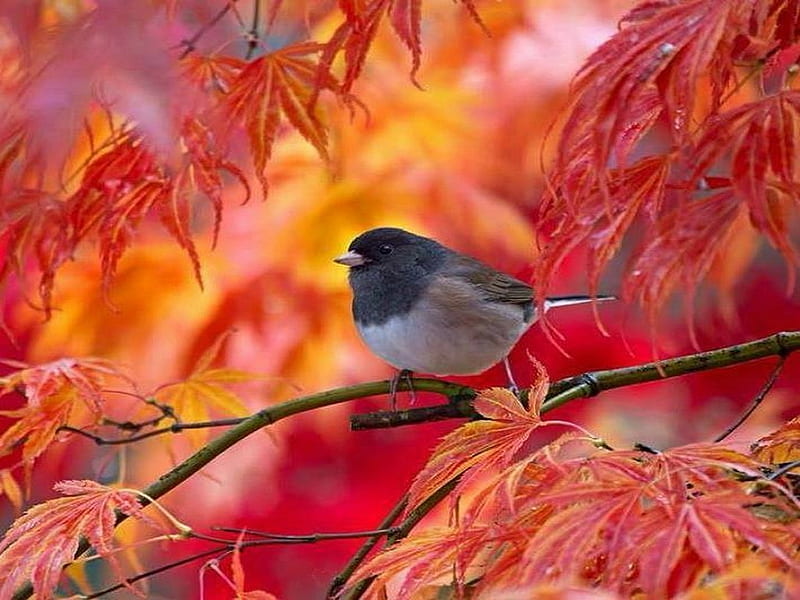 Autumn perch, red, autumn, bird, orange, perch, HD wallpaper