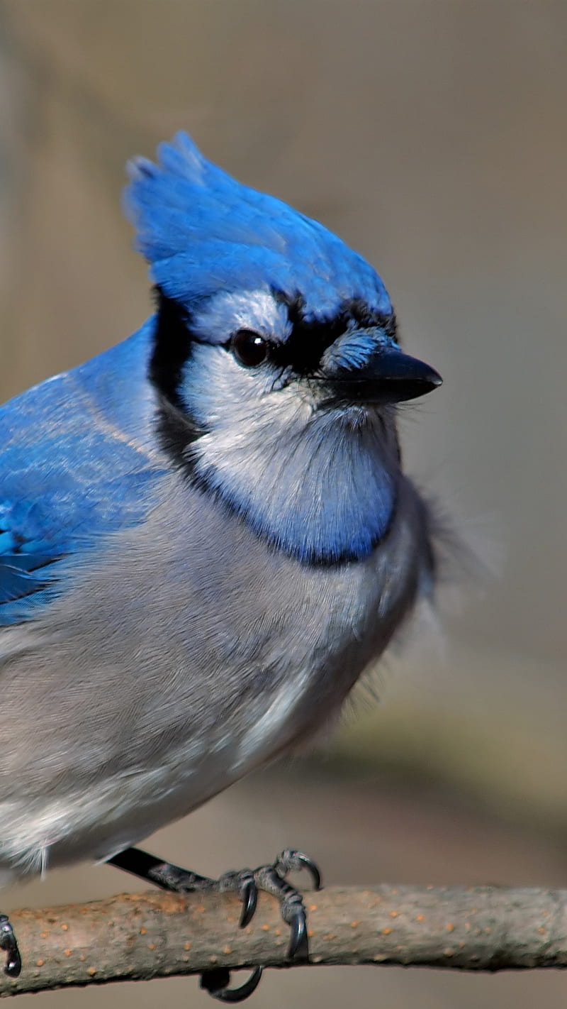 Blue jay , blue jay, bird, colorful bird, HD phone wallpaper