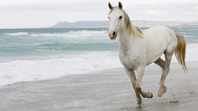 White Horse Is Running On Seashore Horse, HD wallpaper