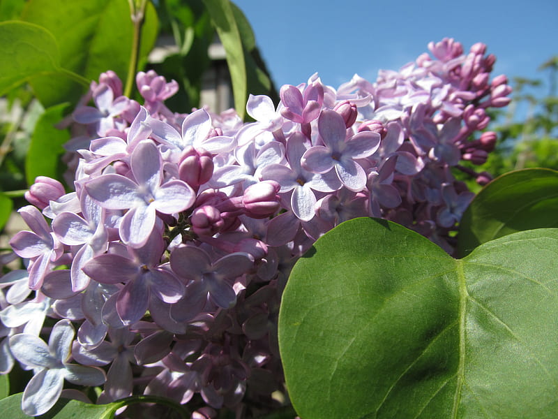 Flor de lila, flores, lila, jardines, kent, naturaleza, reino unido, Fondo  de pantalla HD | Peakpx