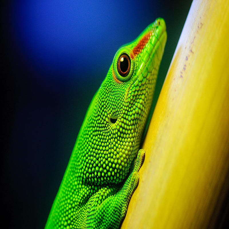 Lizard, bonito, cute, look, nice, HD mobile wallpaper