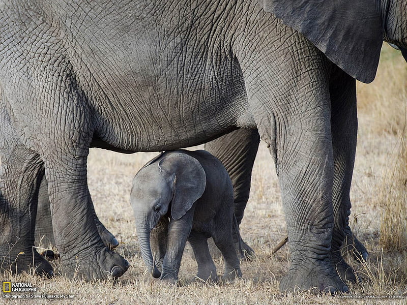 Elephants Serengeti-National Geographic, HD wallpaper