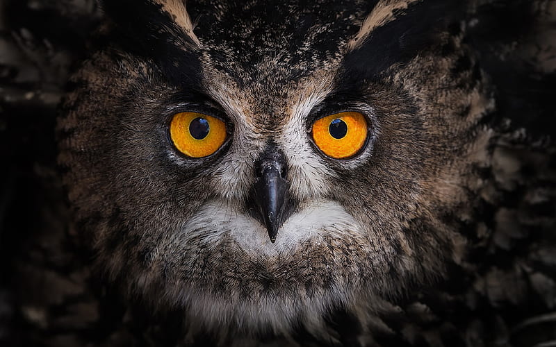 owl, big eyes, forest bird, portrait, birds, HD wallpaper