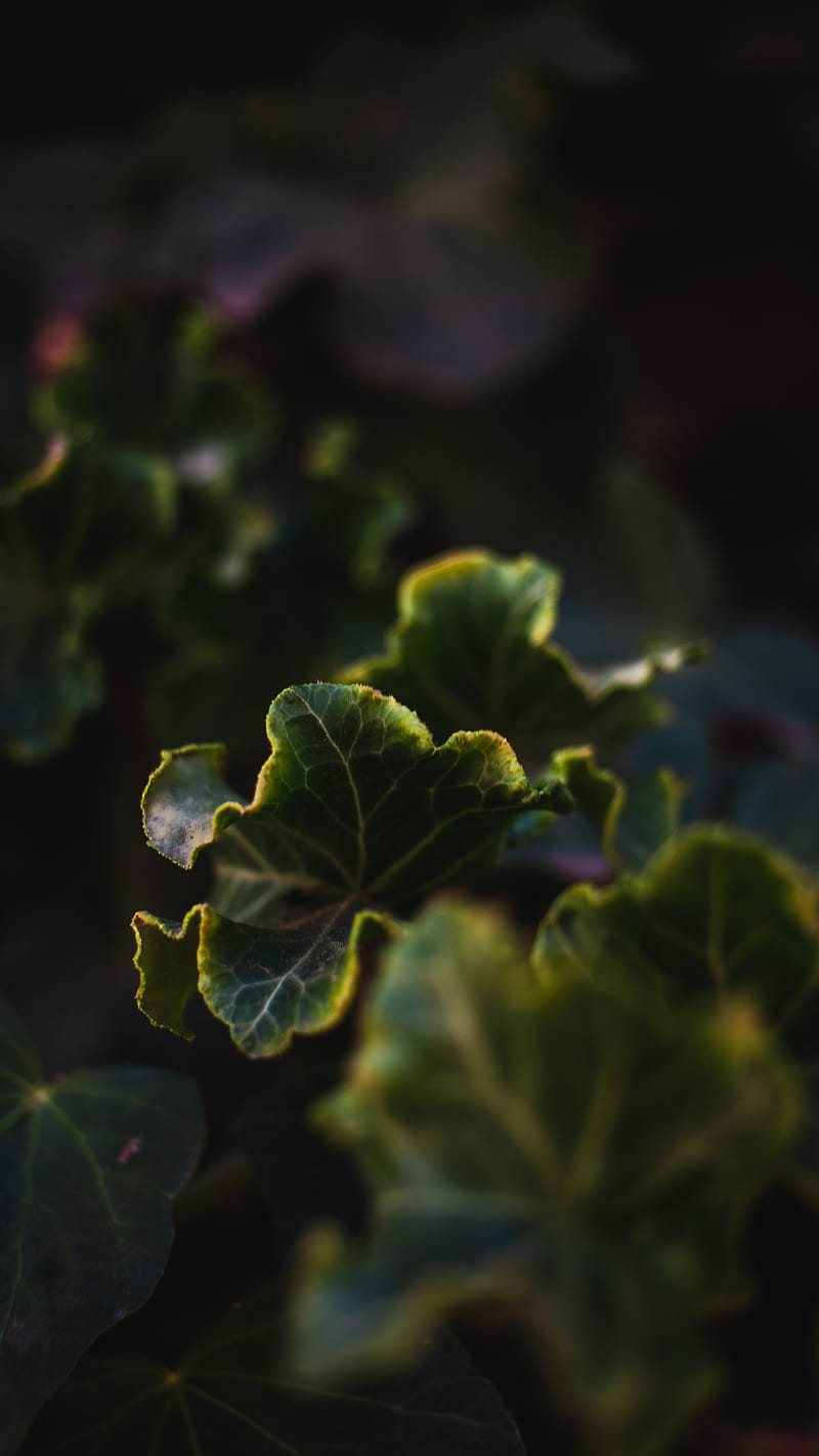leaves, plant, green, veins, closeup, HD phone wallpaper