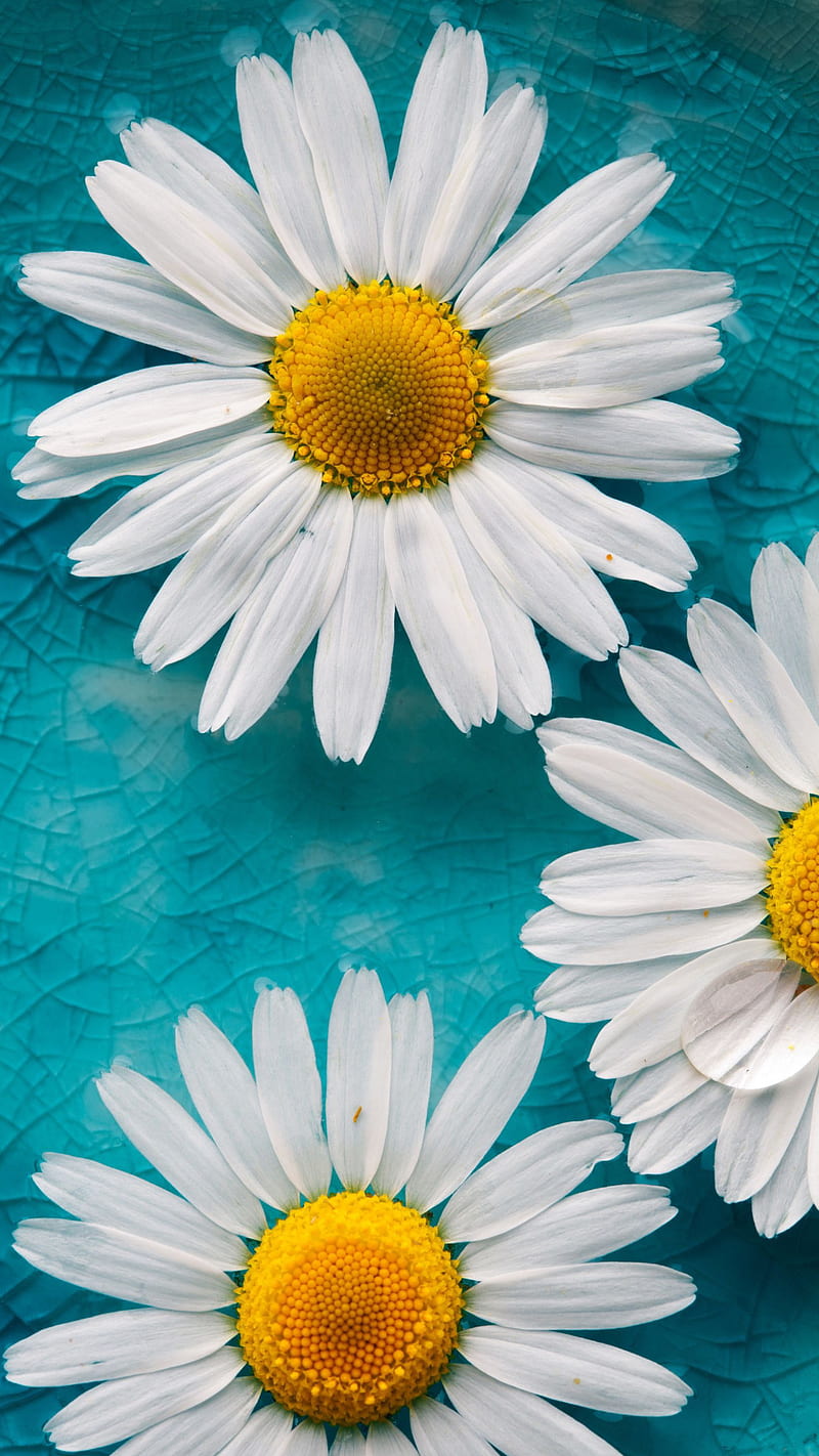 300+] Daisy Wallpapers | Wallpapers.com
