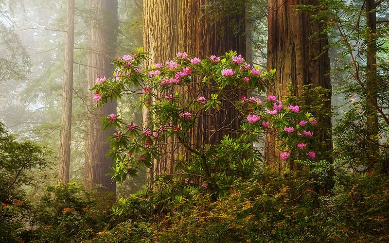 Redwood National Park, California, rhododendrons, spring, usa, blossoms, trees, flowers, HD wallpaper