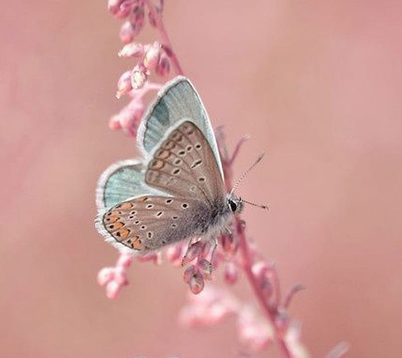 Butterfly Pink, bonito, butterfly, cute, pink, HD wallpaper