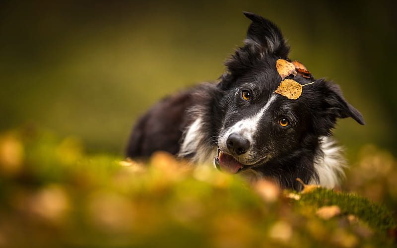 Black Border Collie, autumn, cute animals, black dog, pets, bokeh, border collie, dogs, Border Collie Dog, HD wallpaper
