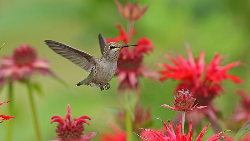 Birds, Hummingbird, Bird, Flower, Wildlife, HD wallpaper