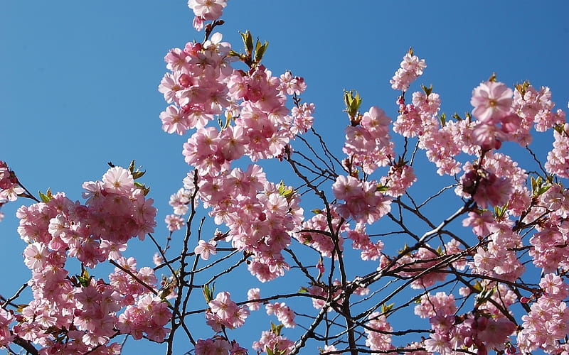 Beautiful Japanese cherry blossom season 18, HD wallpaper