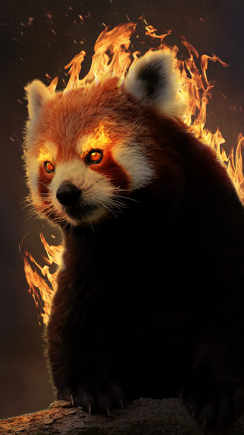 Flame Panda Animal Blaze Burning Cute Cute Animal Digital Art Fantasy Hd Phone Wallpaper Peakpx