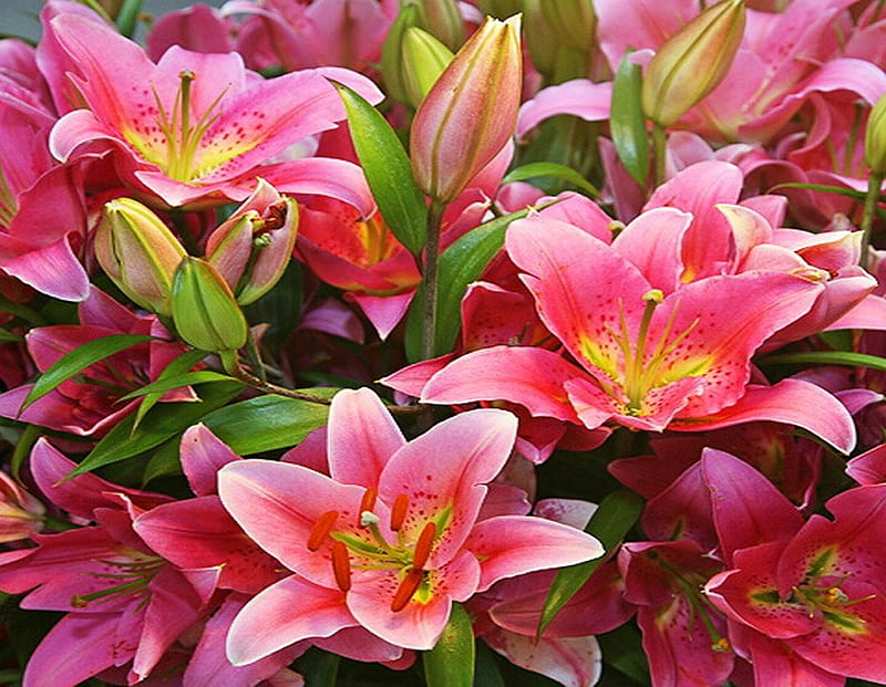 Pink lilliums., flower, petal, pink, lillium, HD wallpaper | Peakpx