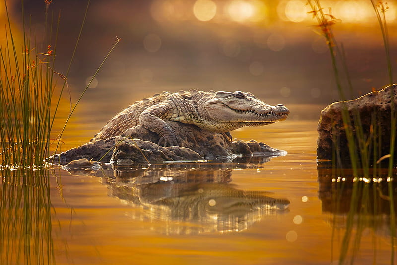 Reptiles, Crocodile, Reflection, Wildlife, predator (Animal), HD wallpaper