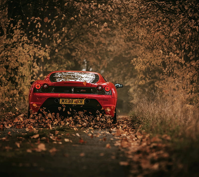 Ferrari, car, carros, funny, HD wallpaper