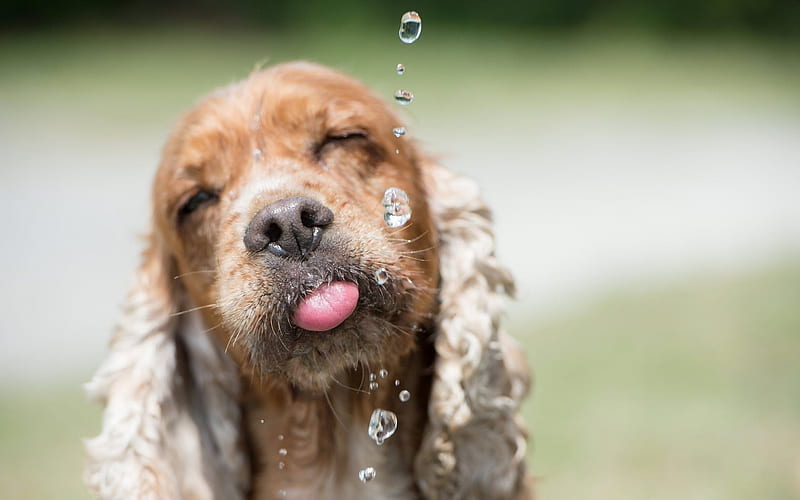 spaniel, cute dog, water, dogs, HD wallpaper