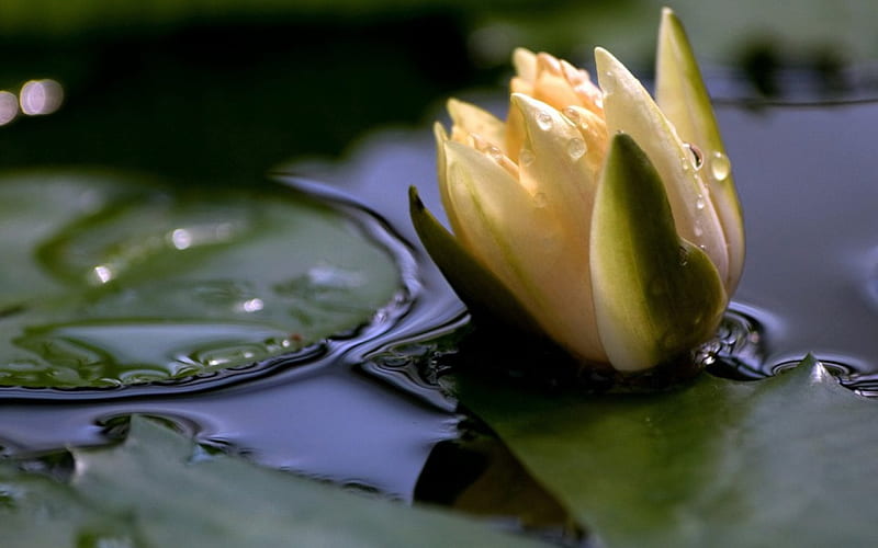 White lily, pond, leaves, water, surface, flower, petals, lake, HD