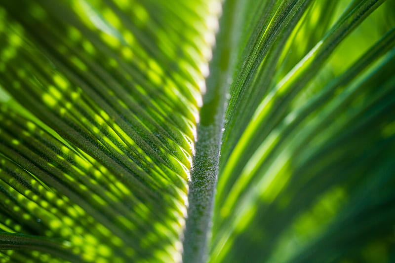 closeup graphy of green palm leaf, HD wallpaper