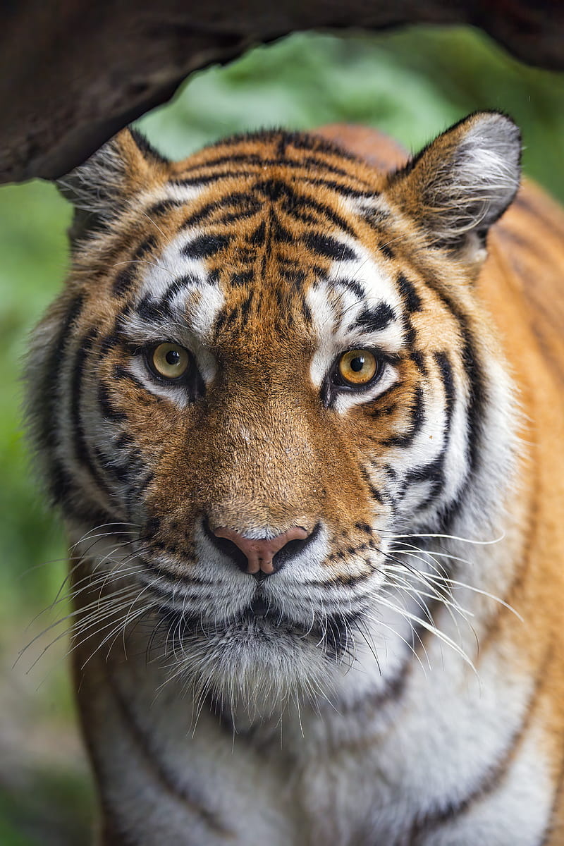 tigress, tiger, predator, animal, wildlife, HD phone wallpaper