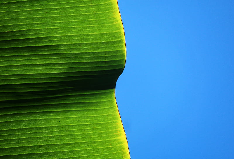 green banana leaf, HD wallpaper