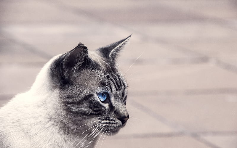 Balinese Cat, blue eyes, fluffy cat, cute animals, close-up, pets, cats, domestic cats, Balinese, HD wallpaper