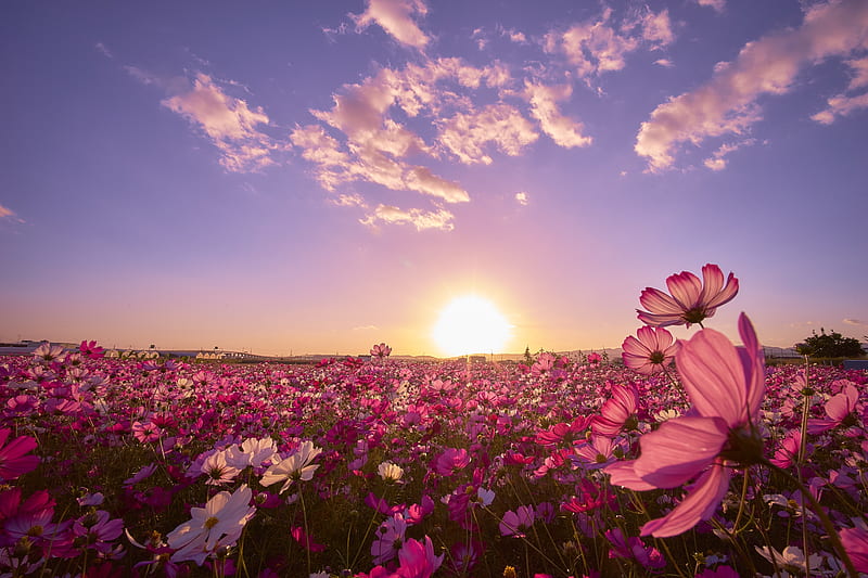 Nature, Flowers, Sky, Sun, Flower, Earth, Field, Japan, Cosmos, Purple Flower, HD wallpaper