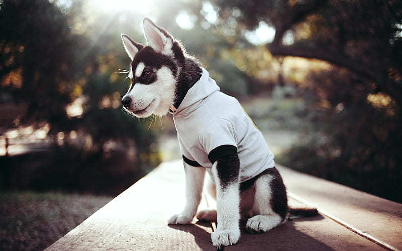 Siberian Husky, puppy, pets, clothes, cute animals, Husky, small Husky, cute dog, dogs, Siberian Husky Dog, HD wallpaper
