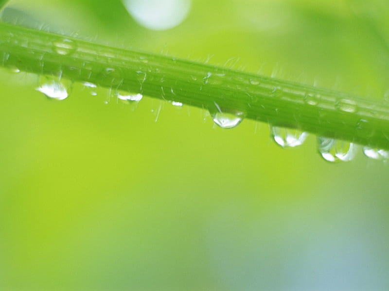 Water drops on a blade of grass, water, green, grass, nature, drops, HD wallpaper