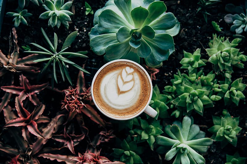 coffee, cappuccino, cup, drink, foam, plants, aerial view, HD wallpaper