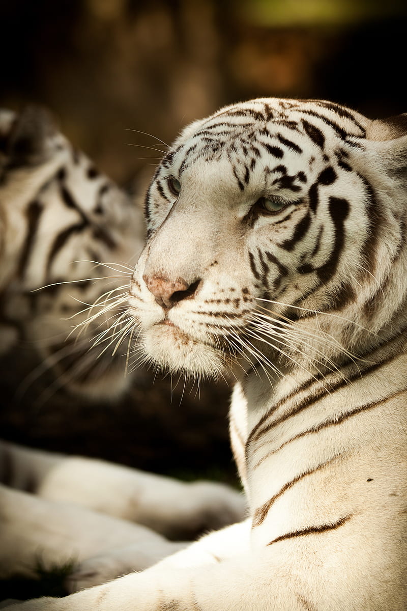 bengal tiger, tiger, predator, glance, animal, HD phone wallpaper