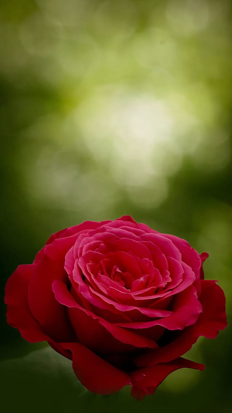 Red Rose Flower Green Love Nature Hd Phone Wallpaper Peakpx