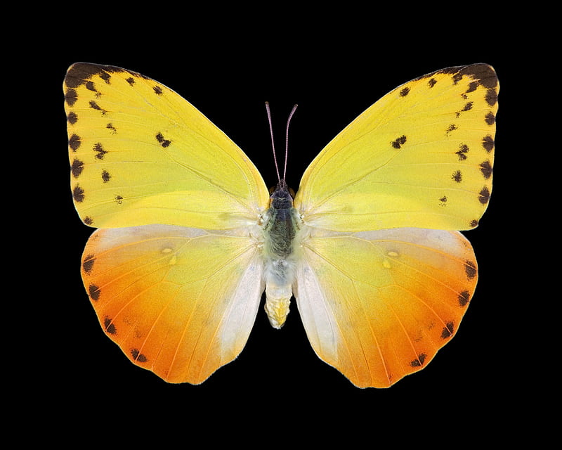 yellow butterfly, butterfly, dark, bright, black, yellow, beauty, nature, animal, HD wallpaper