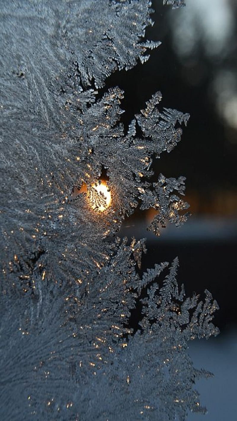 Winter, frost, moon, twig, HD phone wallpaper