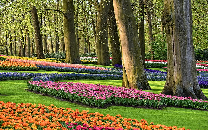 Keukenhof Garden, Holland, Holland, garden, flowers, spring, trees, HD wallpaper