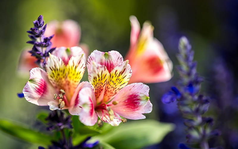 Alstroemeria, beautiful flowers, pink flower, wildflowers, HD wallpaper