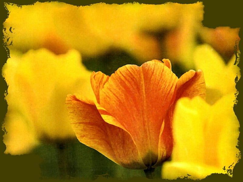 Golden California Poppy 2, poppy, romance, golden, floral, graphy, love, flower, beauty, HD wallpaper